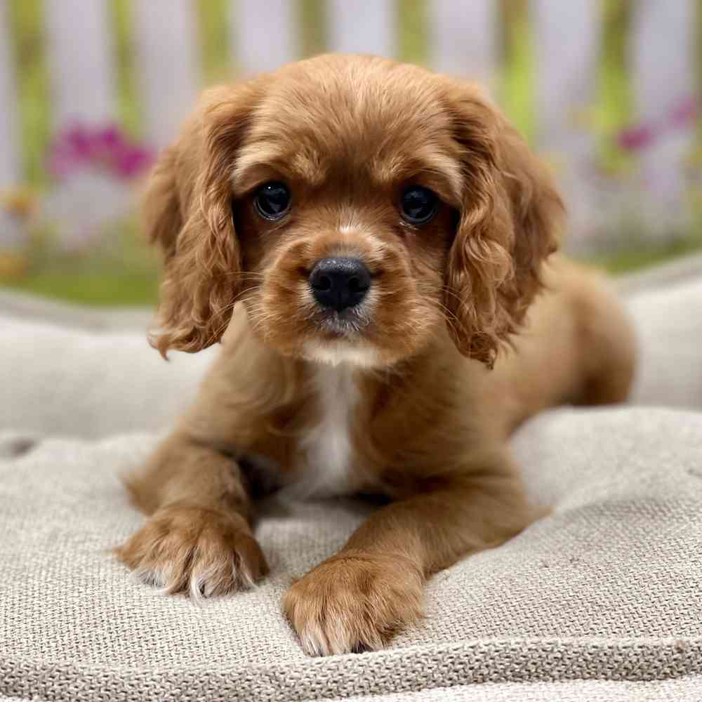 Male Cavalier King Charles Spaniel puppy for sale at Shake A Paw Union.