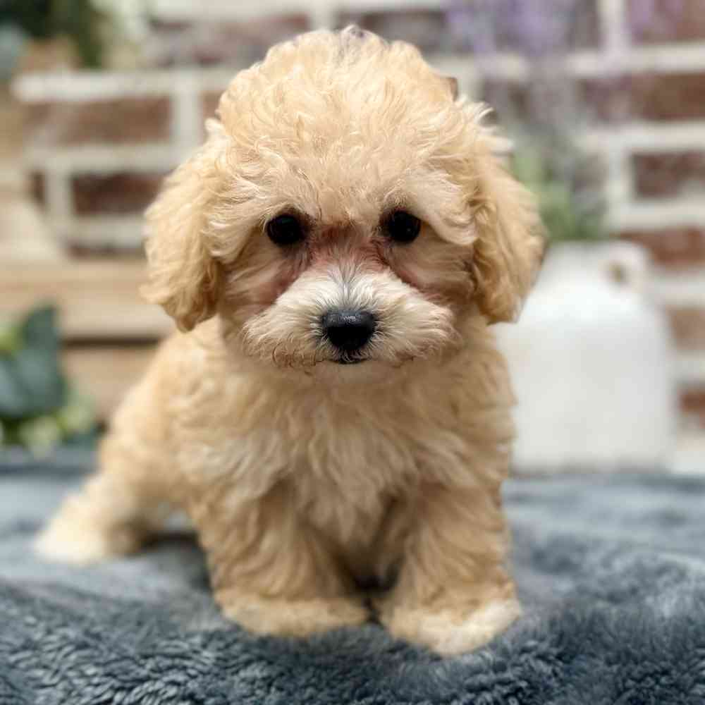 Female Bichon / Poodle puppy for sale at Shake A Paw Union.