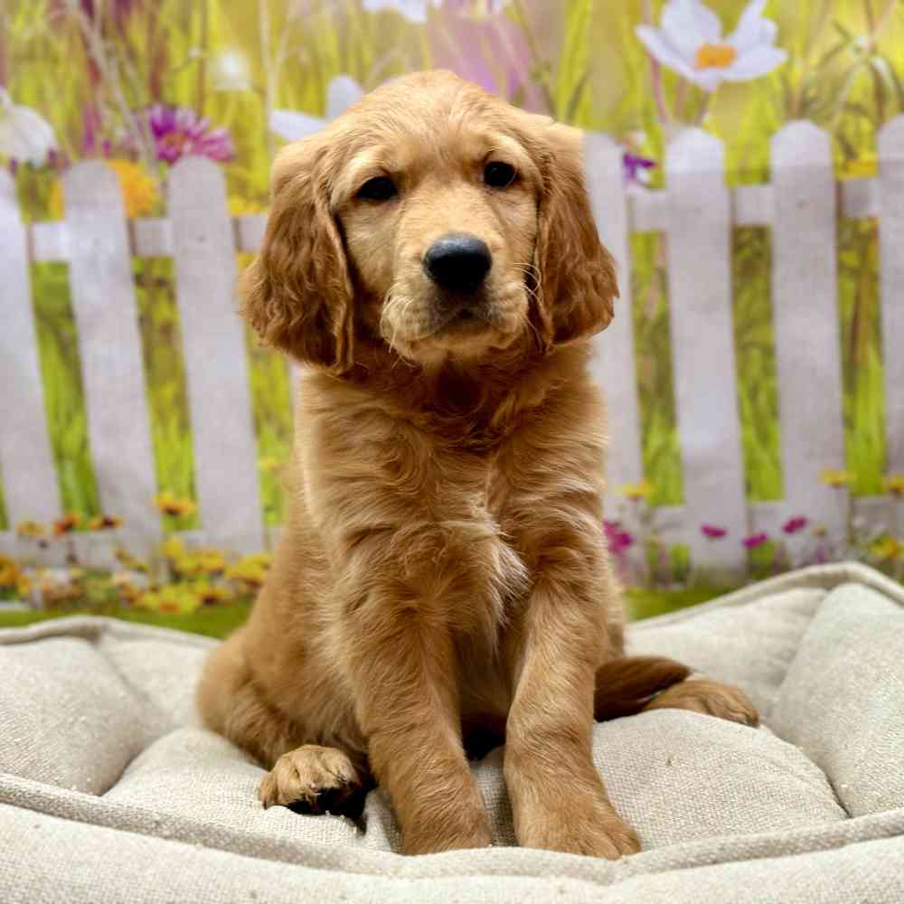 Male Golden Retriever puppy for sale at Shake A Paw Union.
