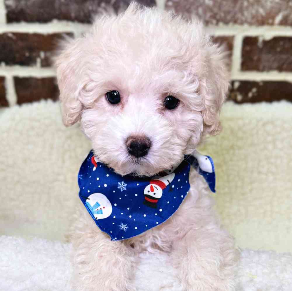 Male Bichon / Poodle puppy for sale at Shake A Paw Union.