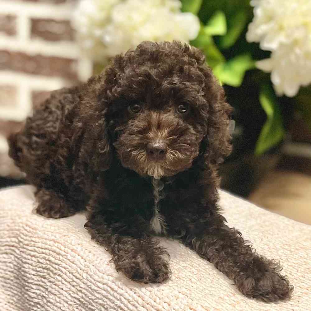 Female Mini Labradoodle 2Nd Gen puppy for sale at Shake A Paw Green Brook.