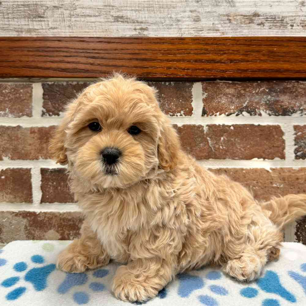 Female Shih Tzu / Poodle puppy for sale at Shake A Paw Green Brook.