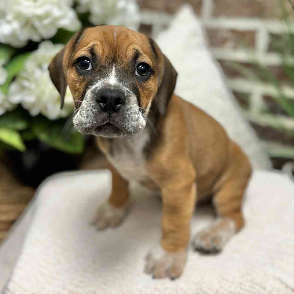 Male Beabull puppy for sale at Shake A Paw Green Brook.