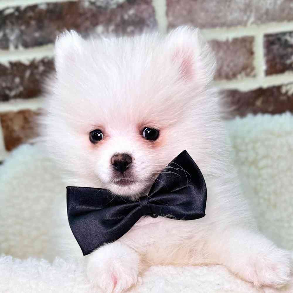 Male Pomeranian puppy for sale at Shake A Paw Union.