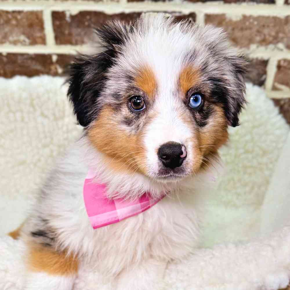 Female Mini Australian Shepherd puppy for sale at Shake A Paw Union.