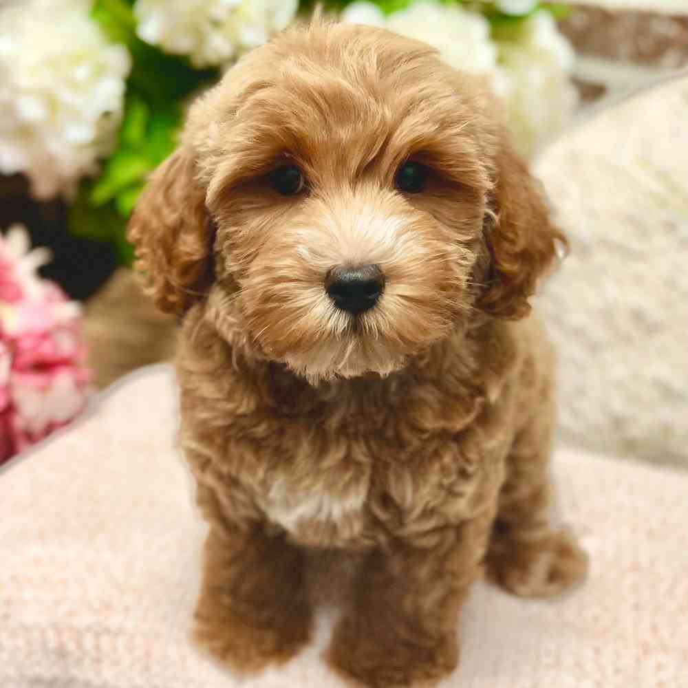 Male Mini Goldendoodle 2Nd Gen puppy for sale at Shake A Paw Green Brook.