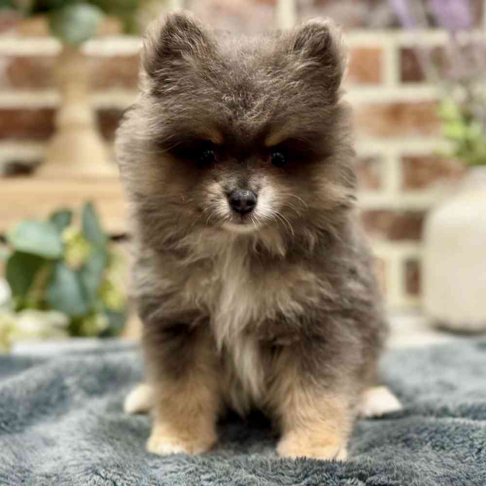 Male Pomeranian puppy for sale at Shake A Paw Union.