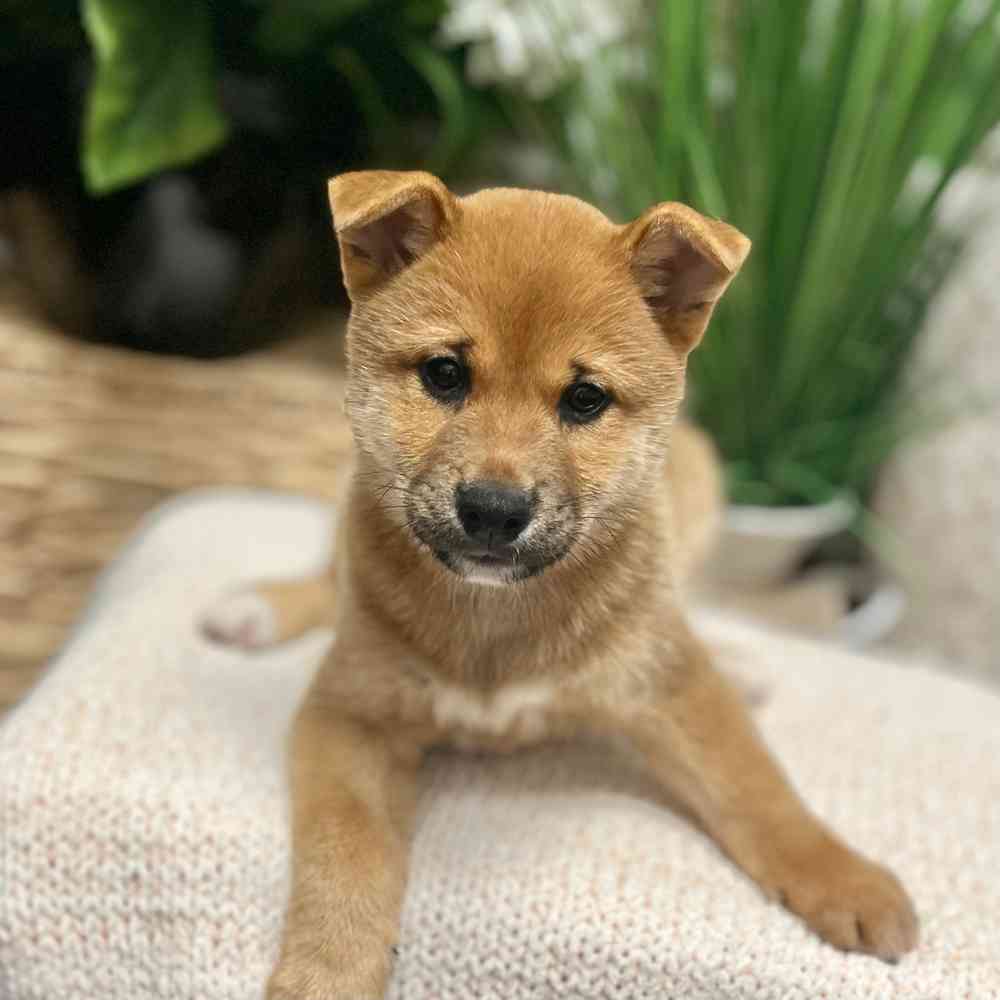 Male Shiba Inu puppy for sale at Shake A Paw Green Brook.