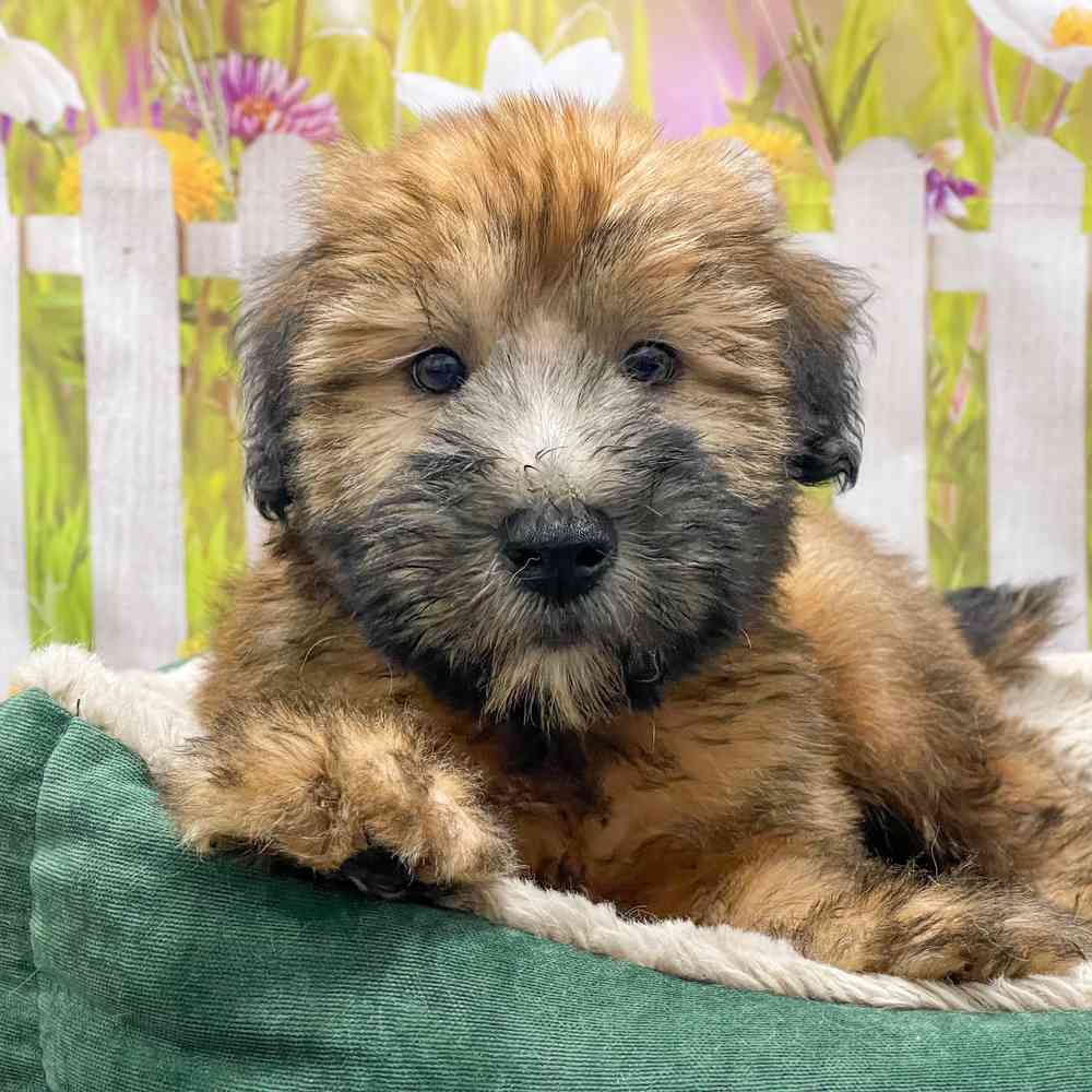 Male Soft Coated Wheaten Terrier puppy for sale at Shake A Paw Union.