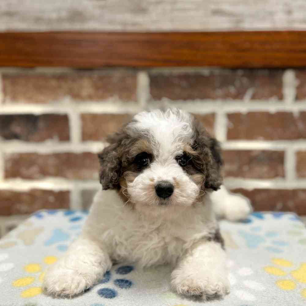 Male Mini Bernedoodle 2Nd Gen puppy for sale at Shake A Paw Green Brook.