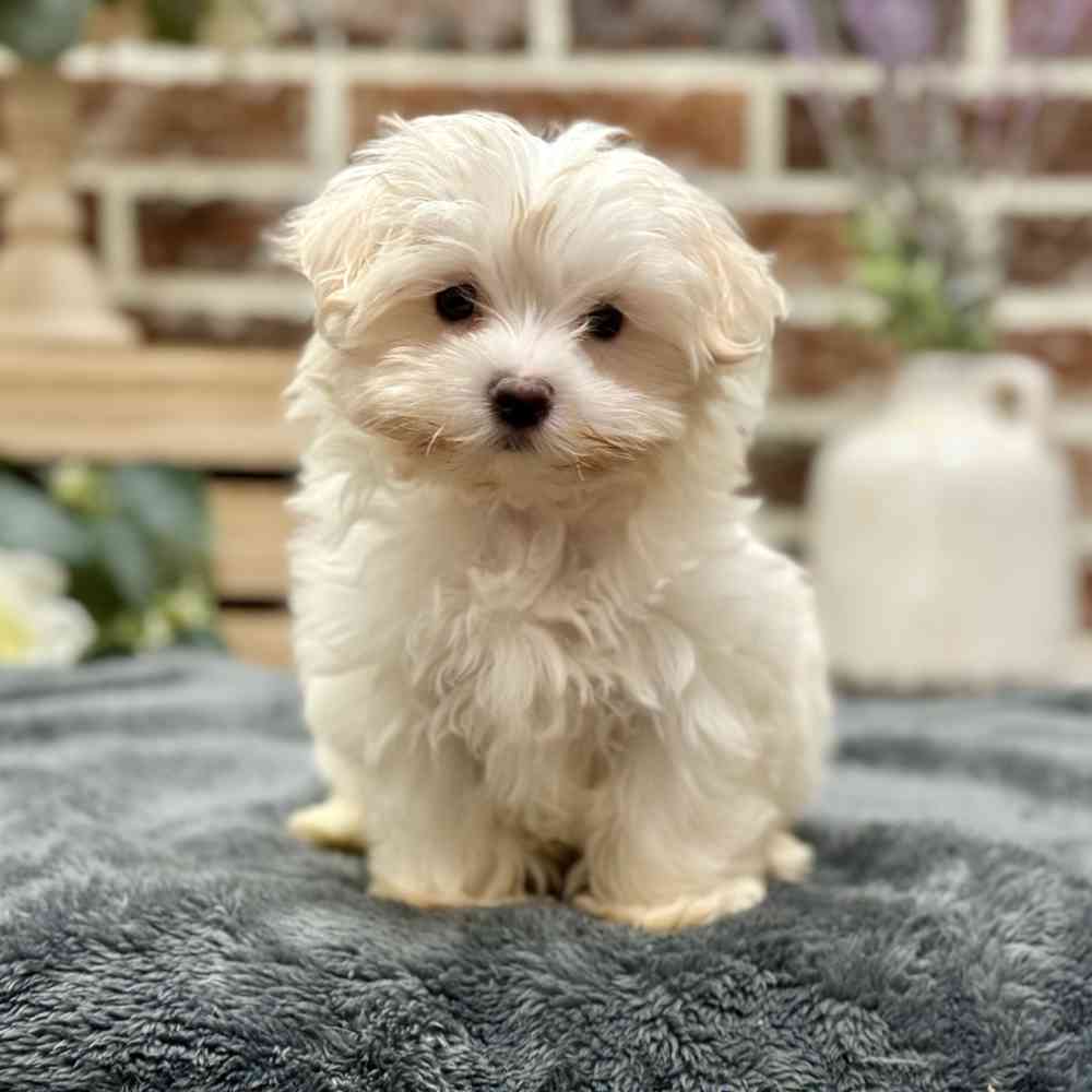 Female Maltese puppy for sale at Shake A Paw Union.