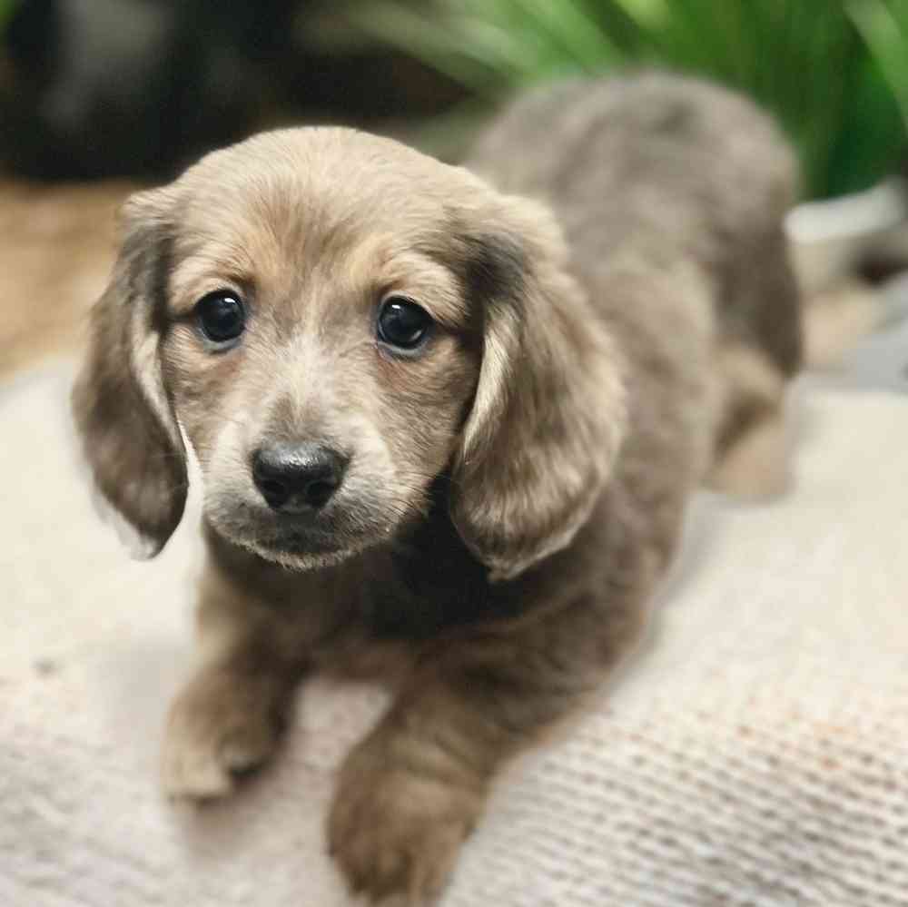 Female Dachshund puppy for sale at Shake A Paw Green Brook.