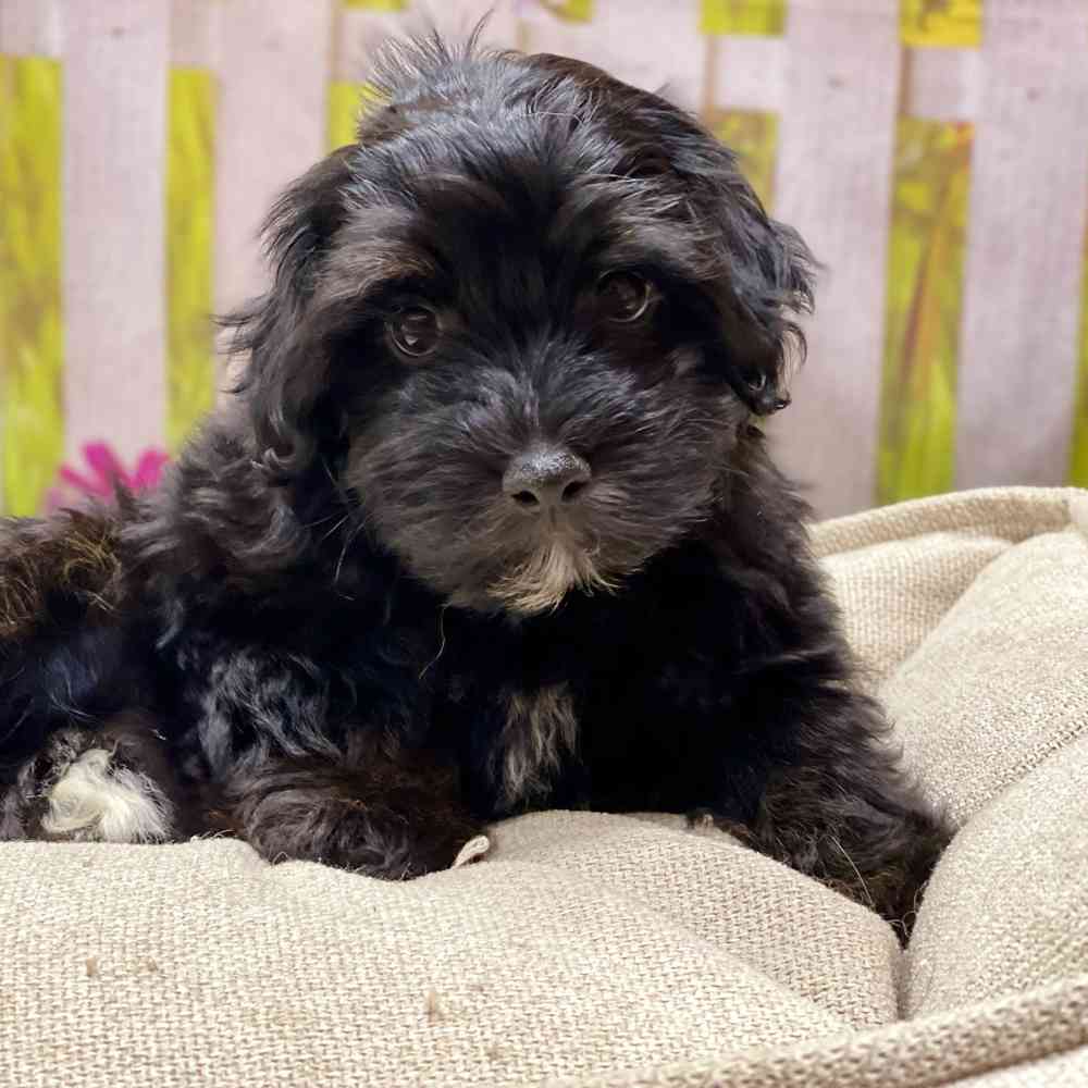 Male Havanese / Poodle puppy for sale at Shake A Paw Union.