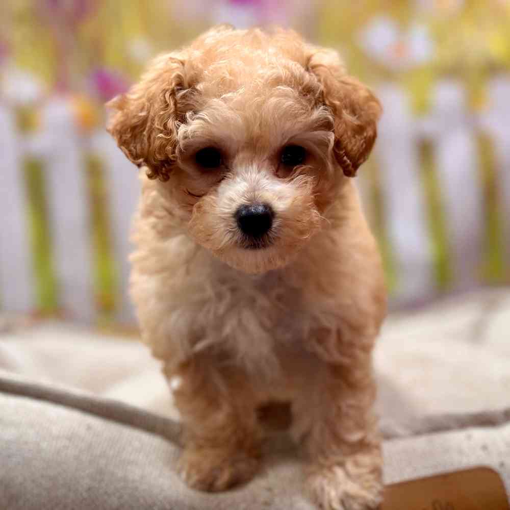 Female Poodle puppy for sale at Shake A Paw Union.