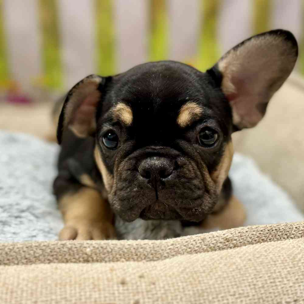 Female French Bulldog puppy for sale at Shake A Paw Union.