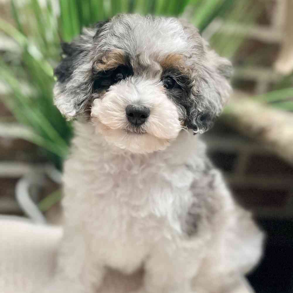 Female Poodle puppy for sale at Shake A Paw Green Brook.