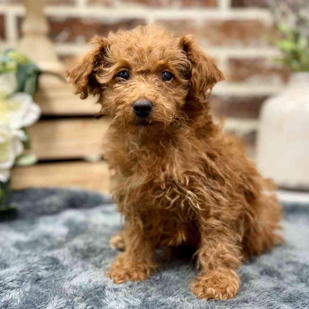 Female Poodle puppy for sale at Shake A Paw Union.