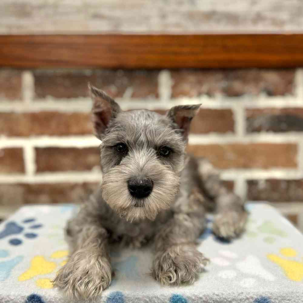 Male Mini Schnauzer puppy for sale at Shake A Paw Green Brook.