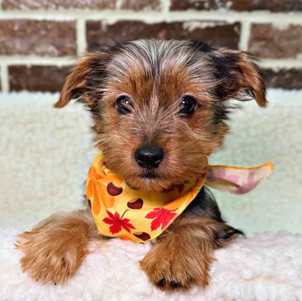 Male Yorkie / Poodle puppy for sale at Shake A Paw Union.