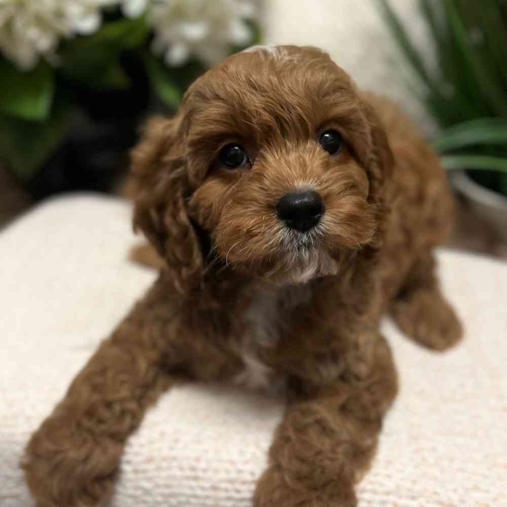 Male Cavapoo puppy for sale at Shake A Paw Green Brook.