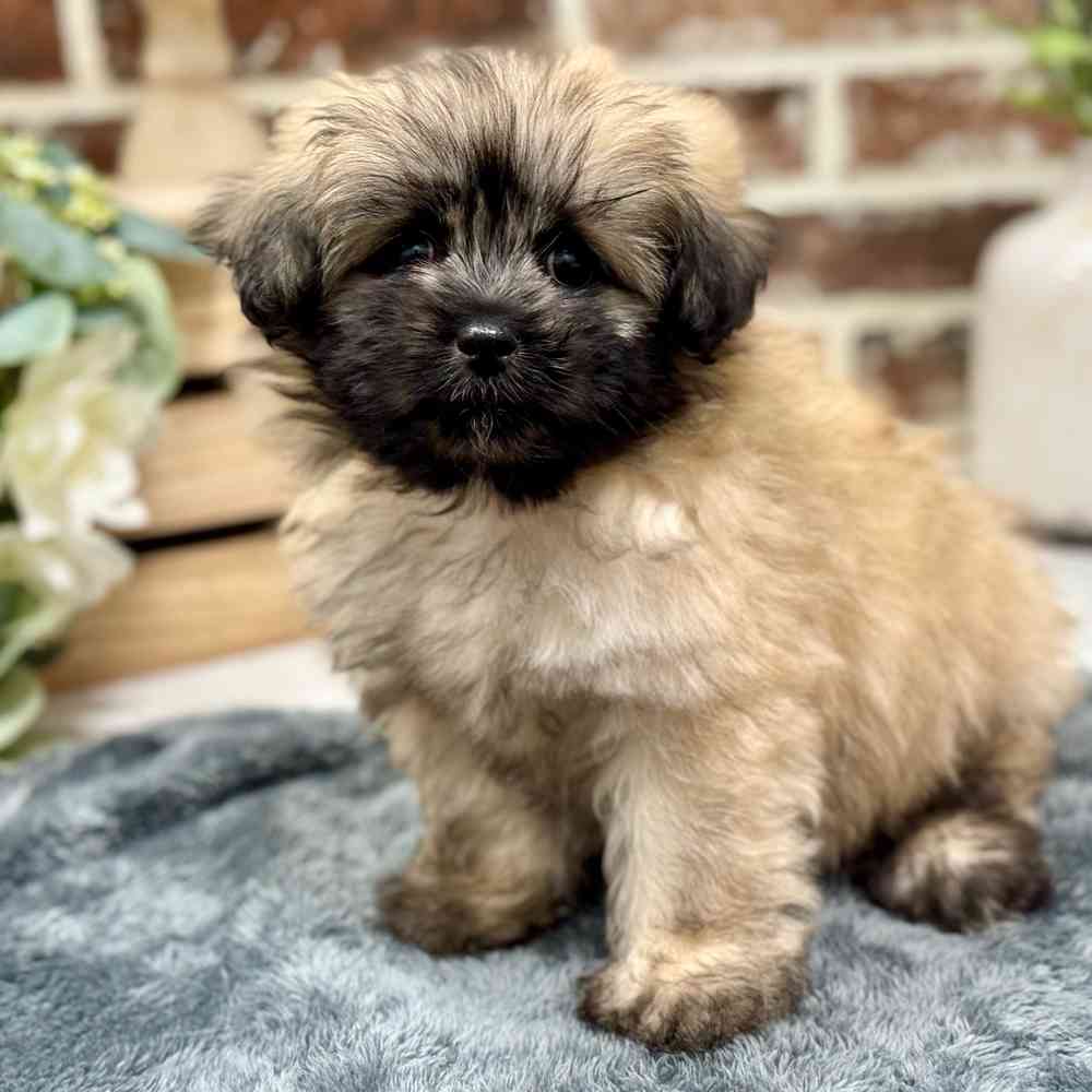 Male Shiranian puppy for sale at Shake A Paw Union.