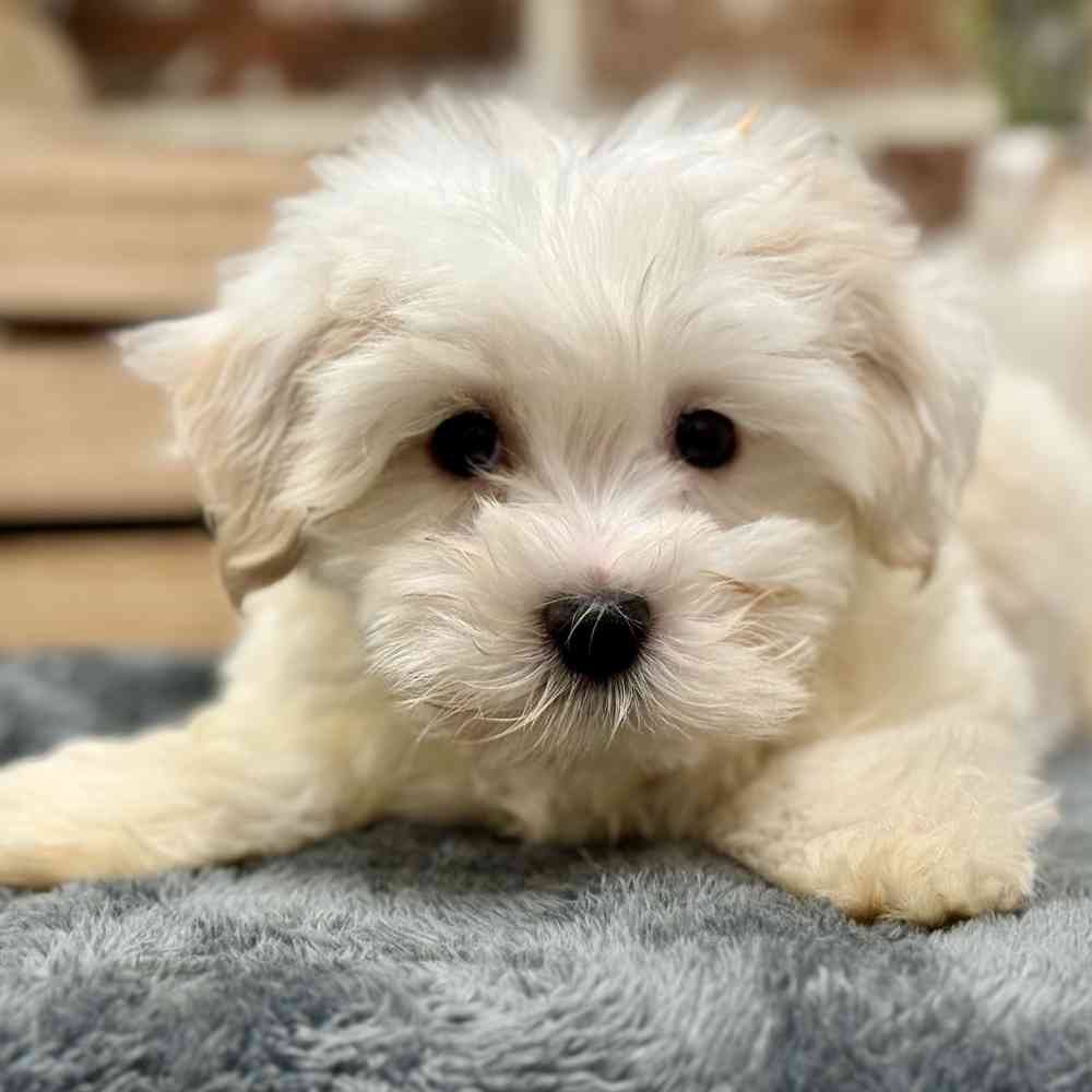 Female Havanese puppy for sale at Shake A Paw Union.