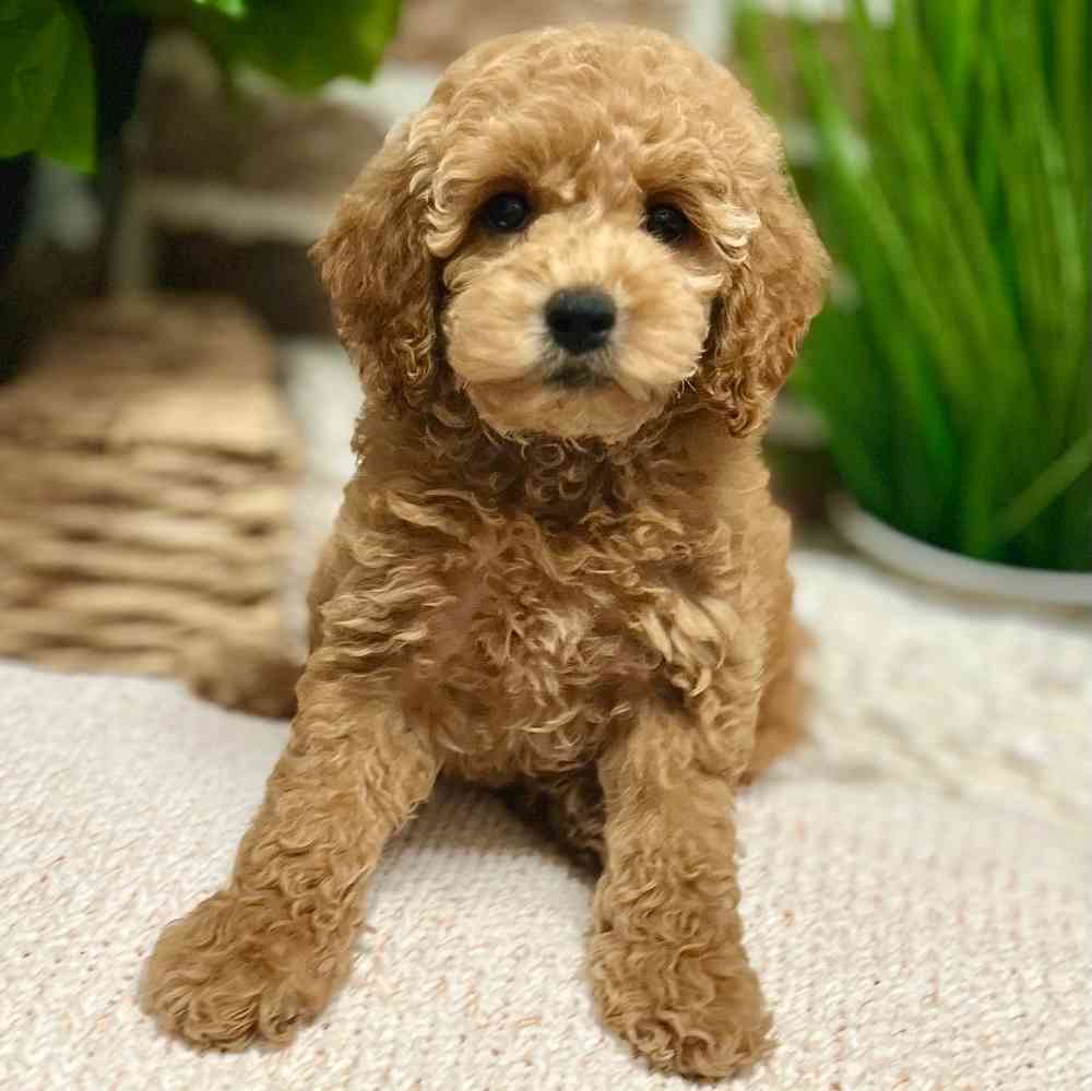 Female Cockapoo 2Nd Gen puppy for sale at Shake A Paw Green Brook.