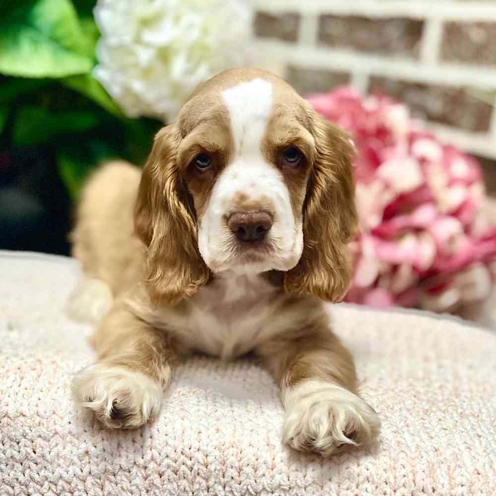 Male Cocker Spaniel puppy for sale at Shake A Paw Green Brook.