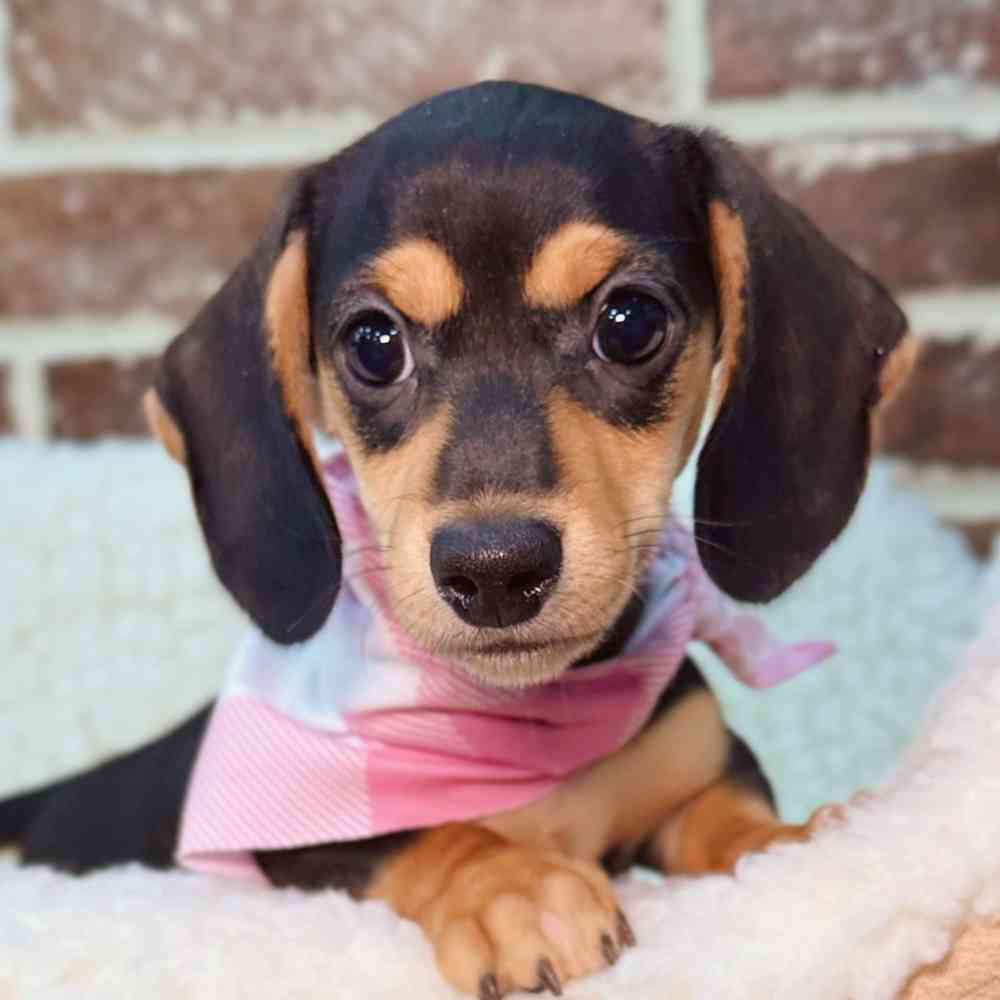 Female Dachshund puppy for sale at Shake A Paw Union.