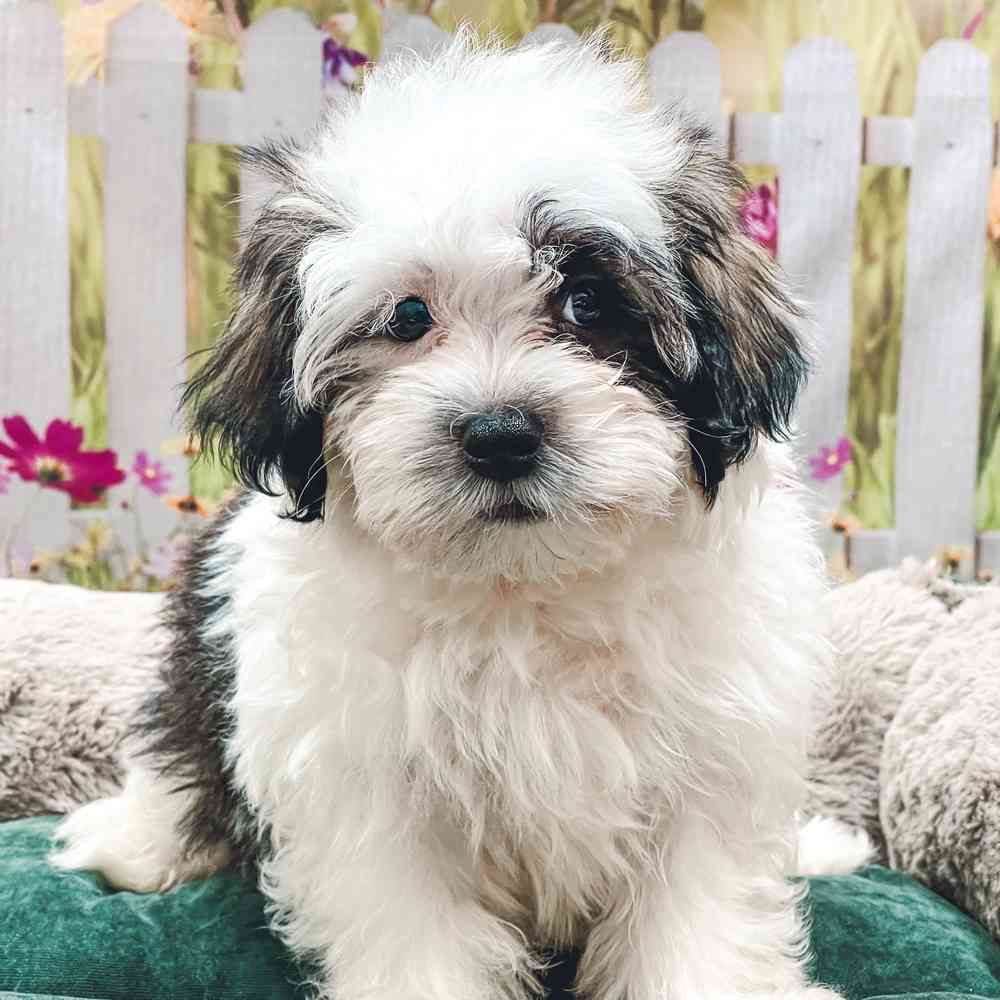 Male Havanese puppy for sale at Shake A Paw Union.