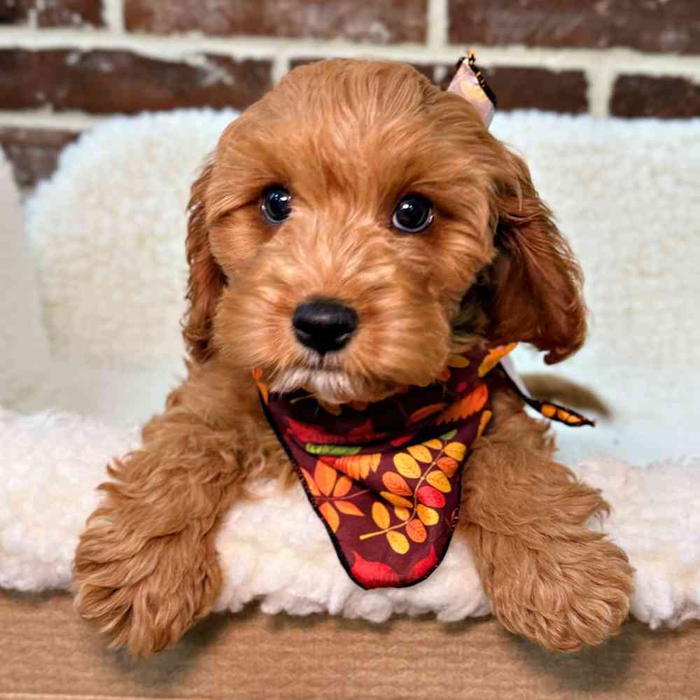 Male Cavapoo puppy for sale at Shake A Paw Union.