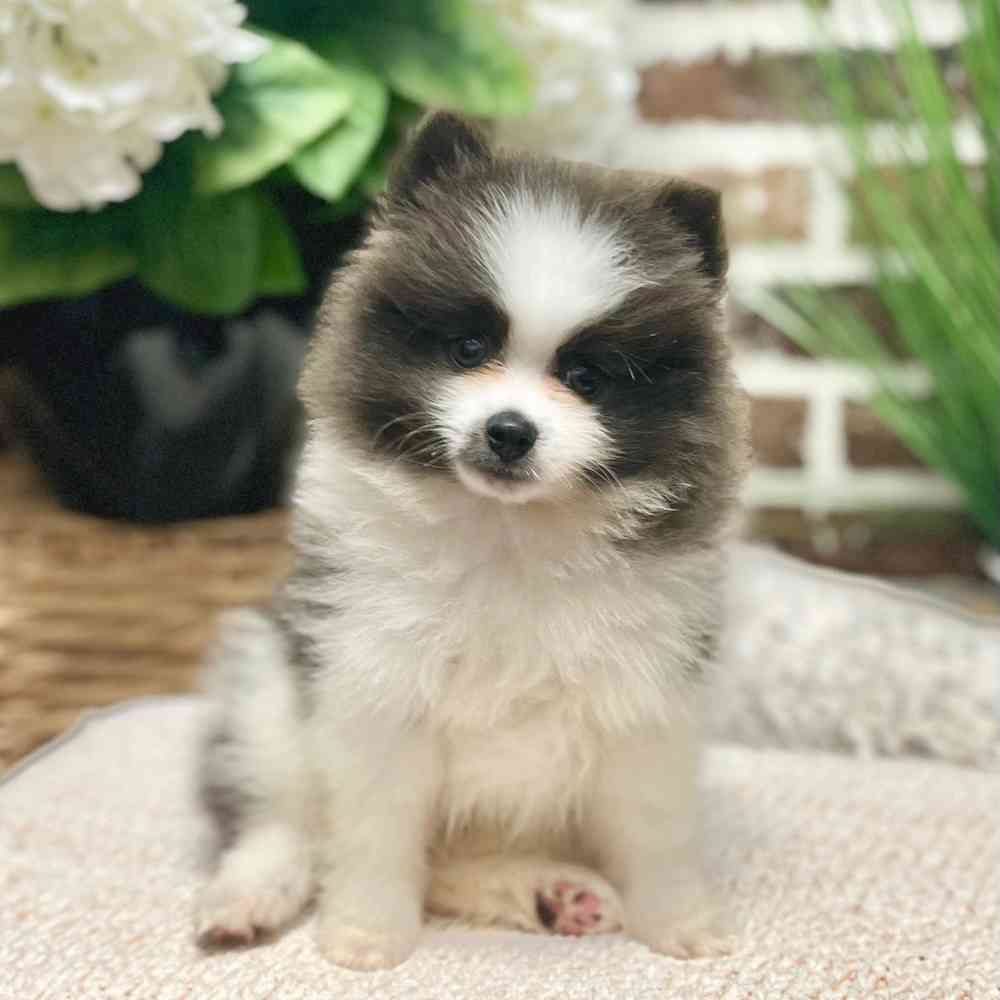 Male Pomeranian puppy for sale at Shake A Paw Green Brook.