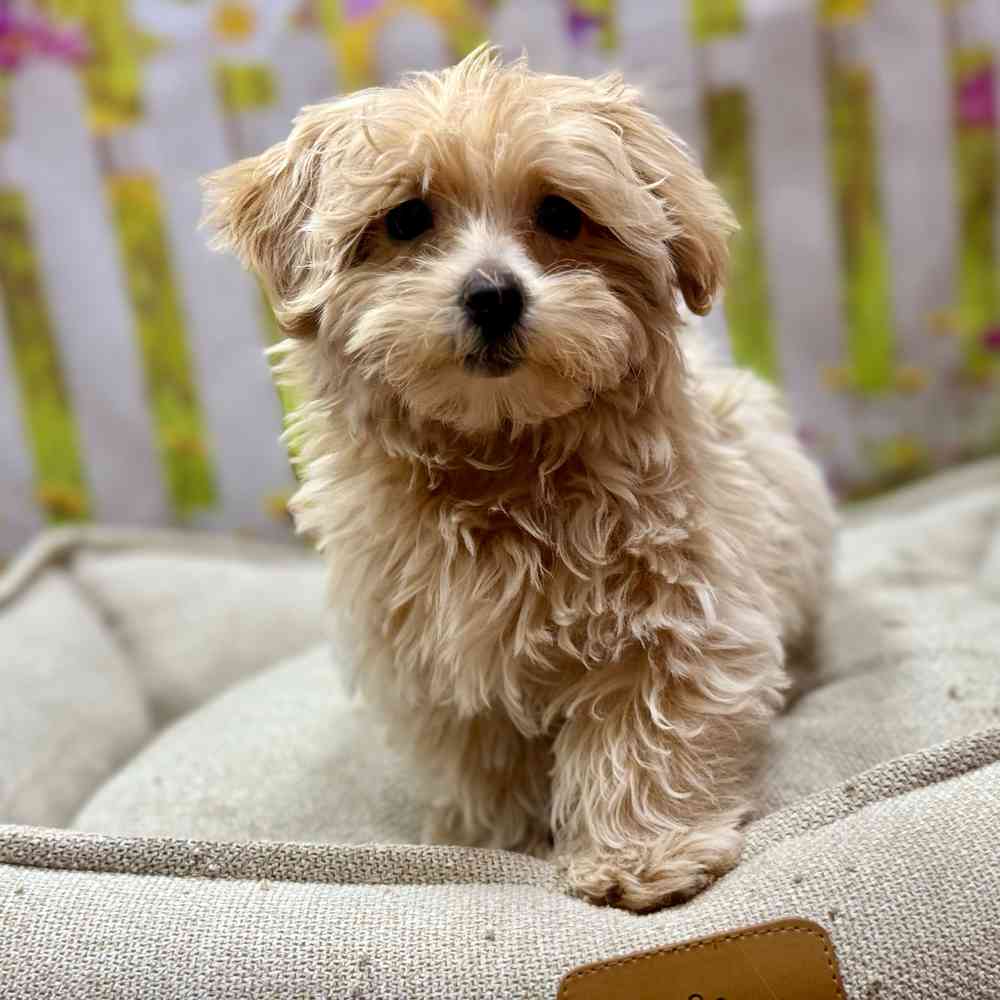 Male Maltipoo puppy for sale at Shake A Paw Union.