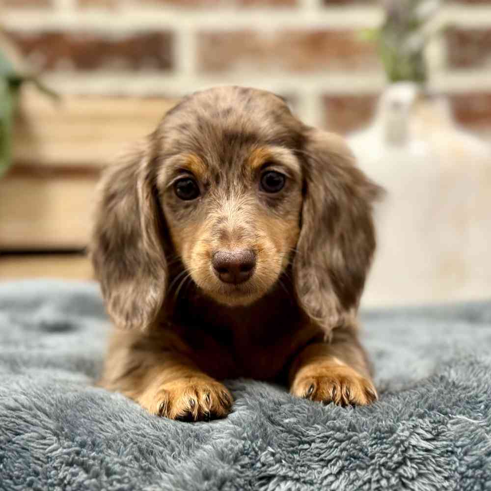 Female Dachshund puppy for sale at Shake A Paw Union.