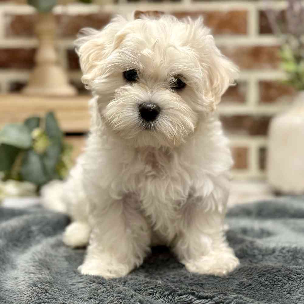 Male Maltese puppy for sale at Shake A Paw Union.