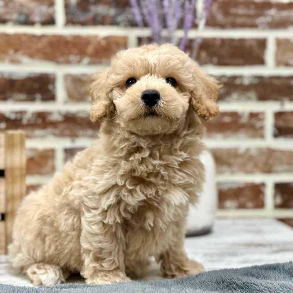 Male Bichon / Poodle puppy for sale at Shake A Paw Union.