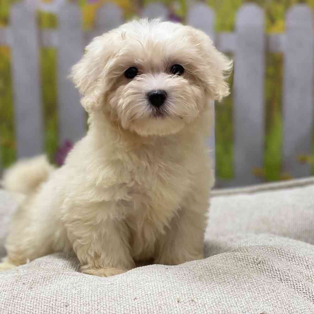 Male Coton De Tulear puppy for sale at Shake A Paw Union.