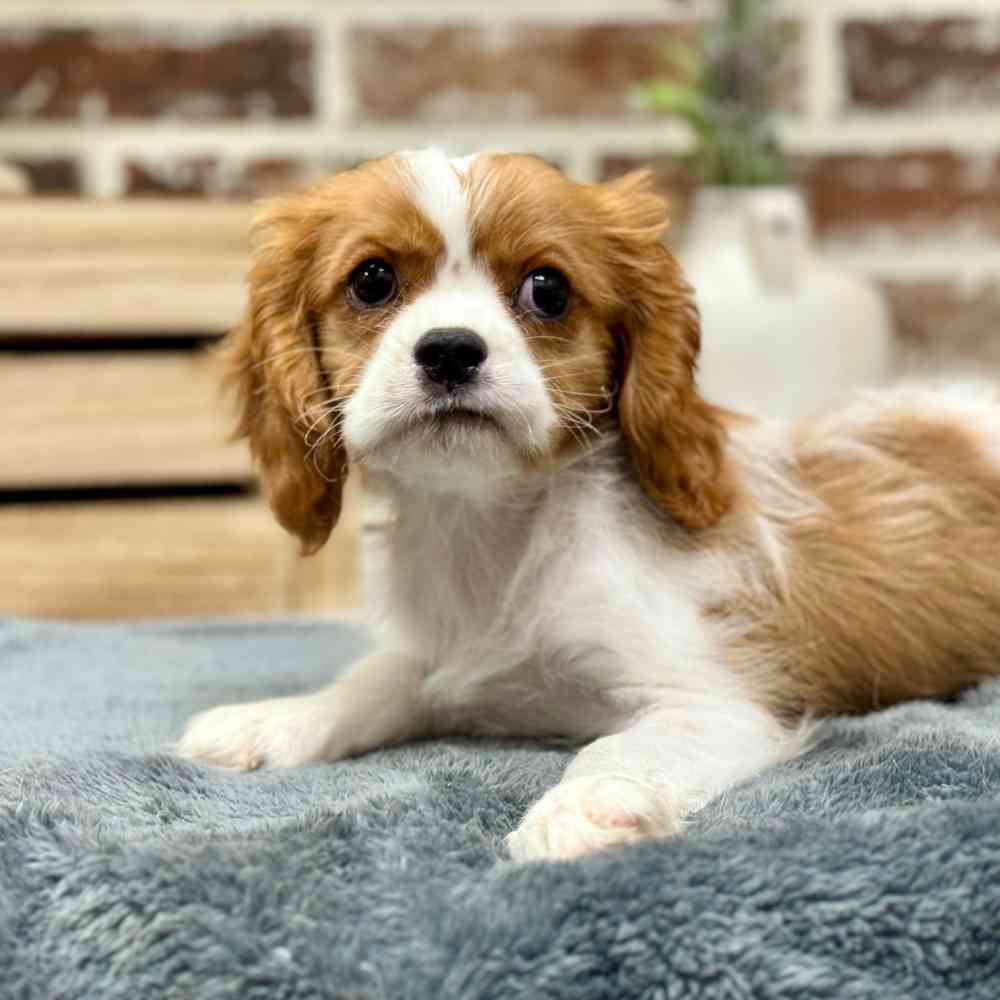 Male Cavalier King Charles Spaniel puppy for sale at Shake A Paw Union.