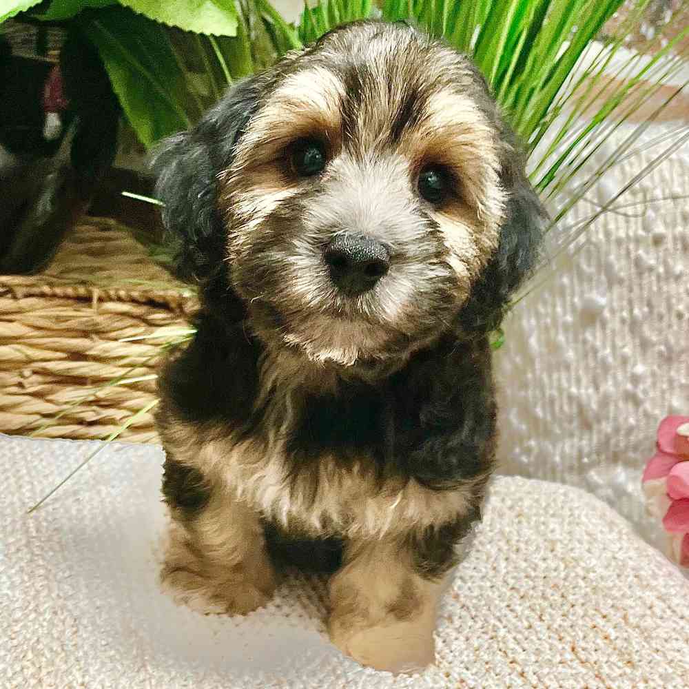 Male Yorkie / Bichon puppy for sale at Shake A Paw Green Brook.