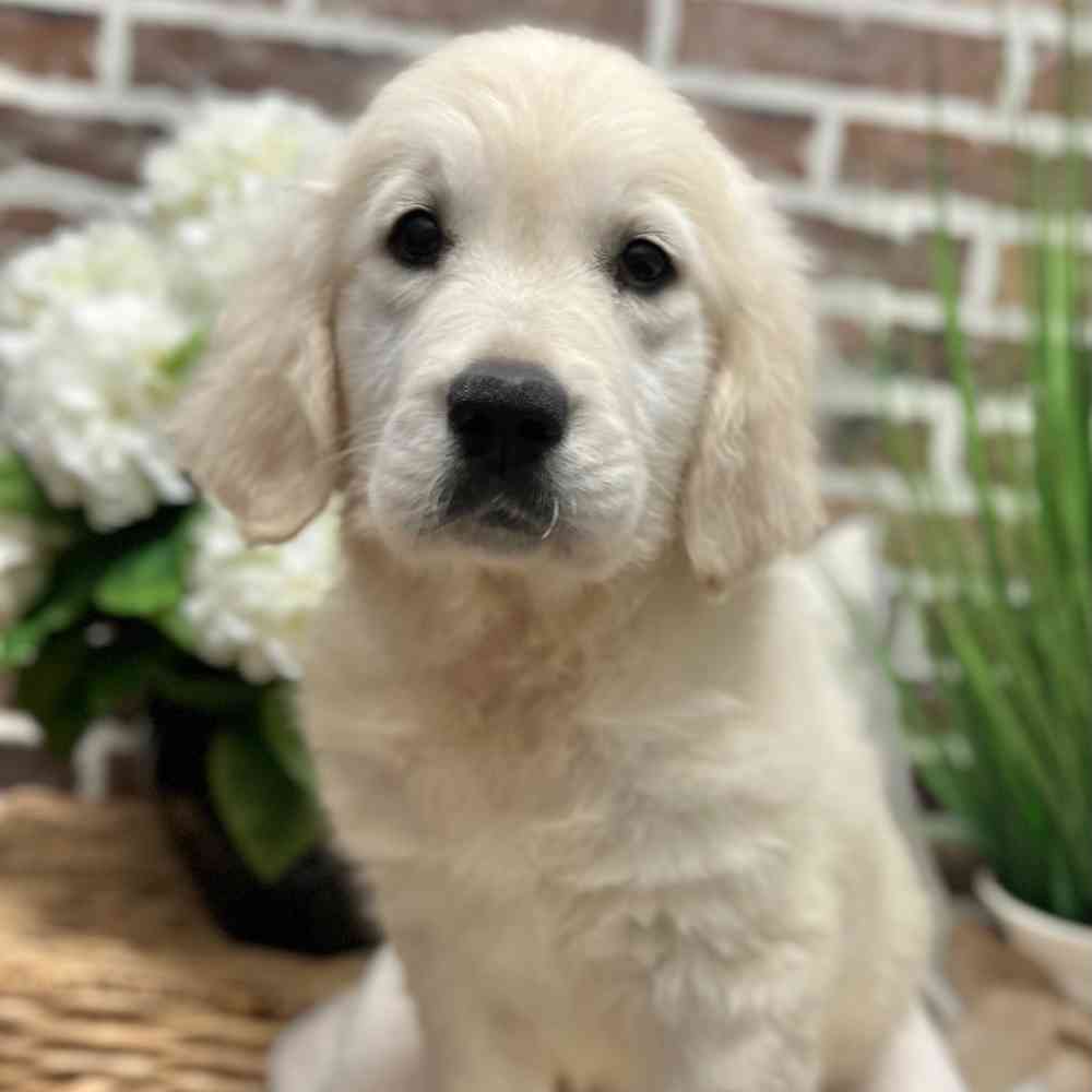 Female Golden Retriever puppy for sale at Shake A Paw Green Brook.