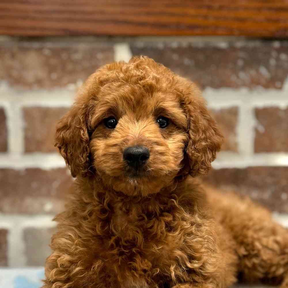 Female Mini Goldendoodle 3Rd Gen puppy for sale at Shake A Paw Green Brook.