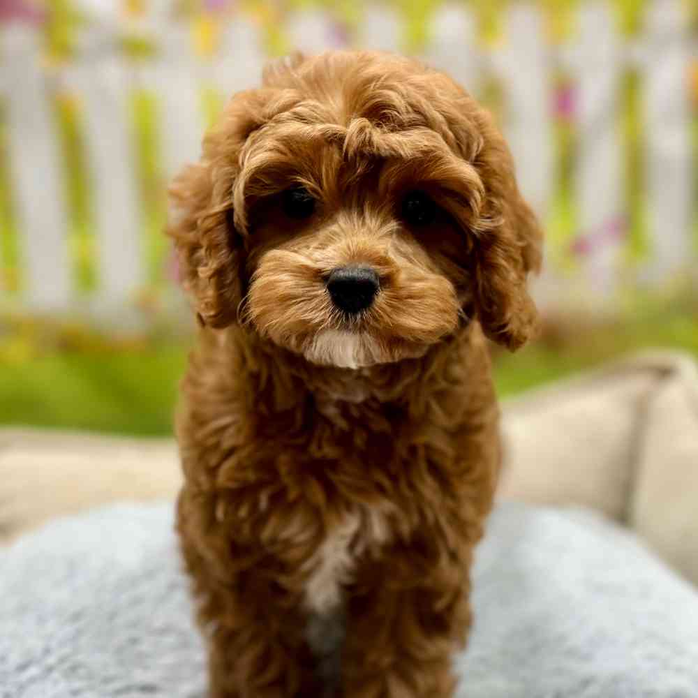 Female Cavapoo puppy for sale at Shake A Paw Union.