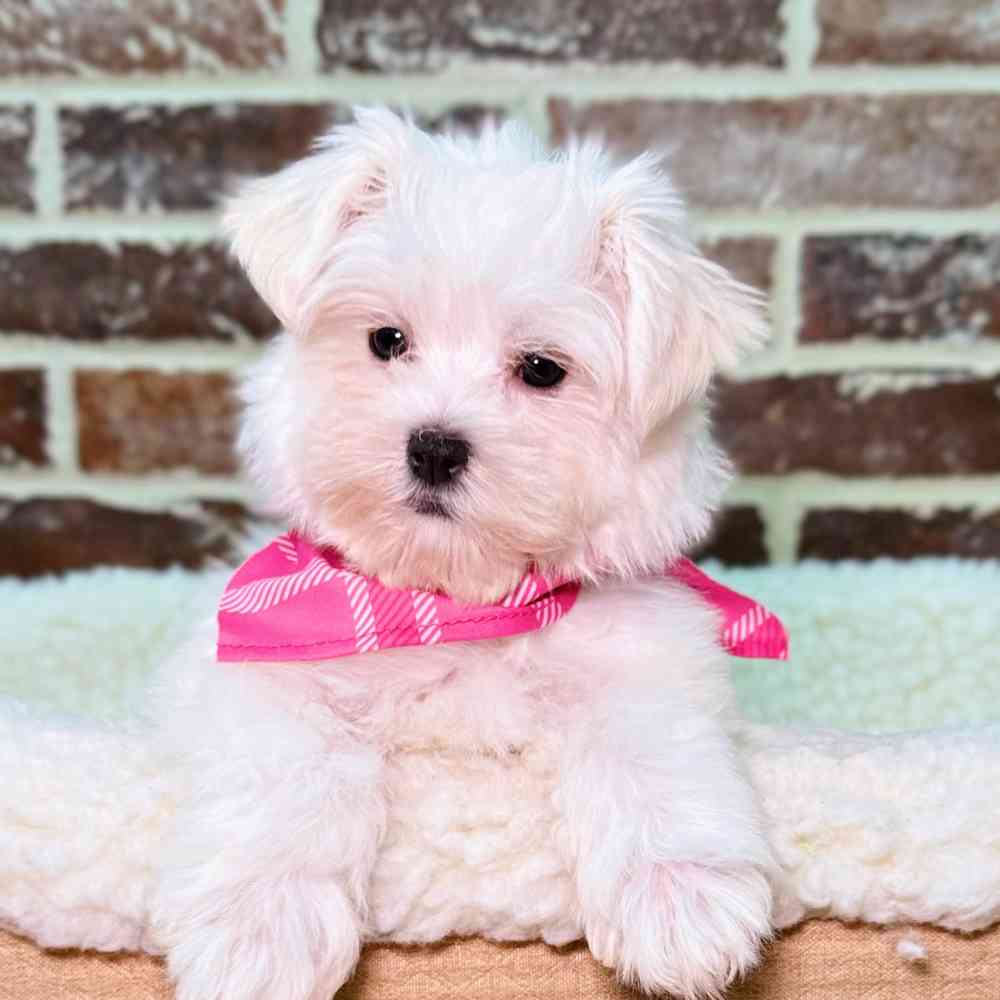 Female Maltese puppy for sale at Shake A Paw Union.