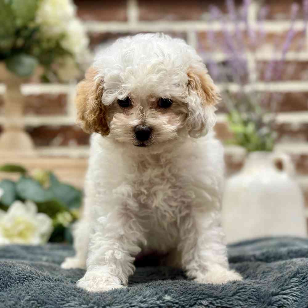 Male Cavapoo 2Nd Gen puppy for sale at Shake A Paw Union.