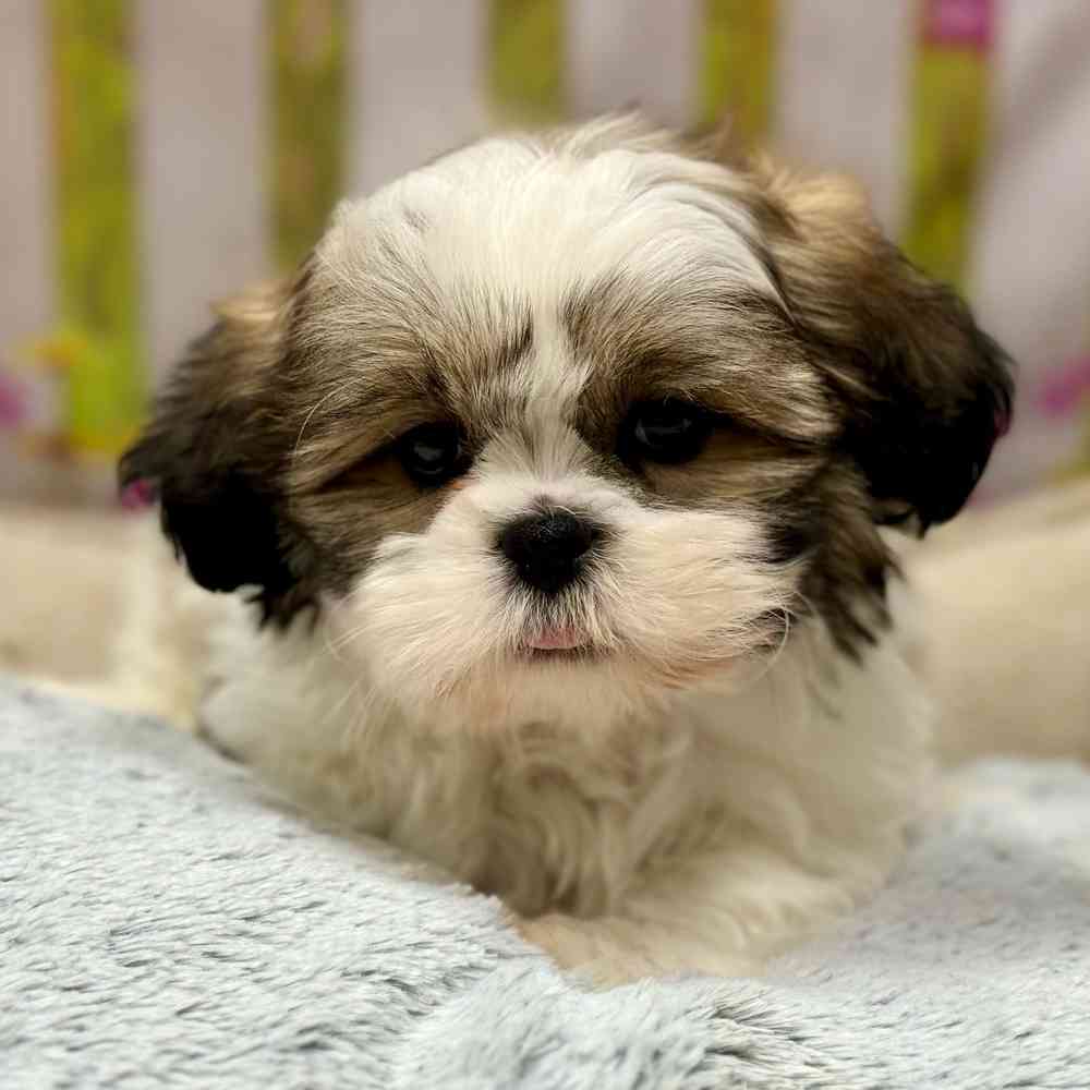 Male Shih Tzu puppy for sale at Shake A Paw Union.