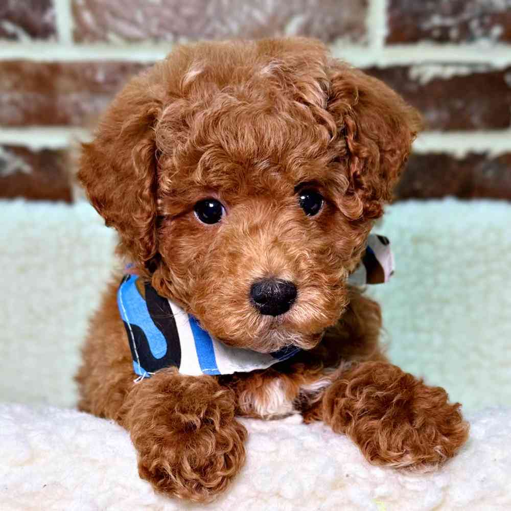 Male Poodle puppy for sale at Shake A Paw Union.