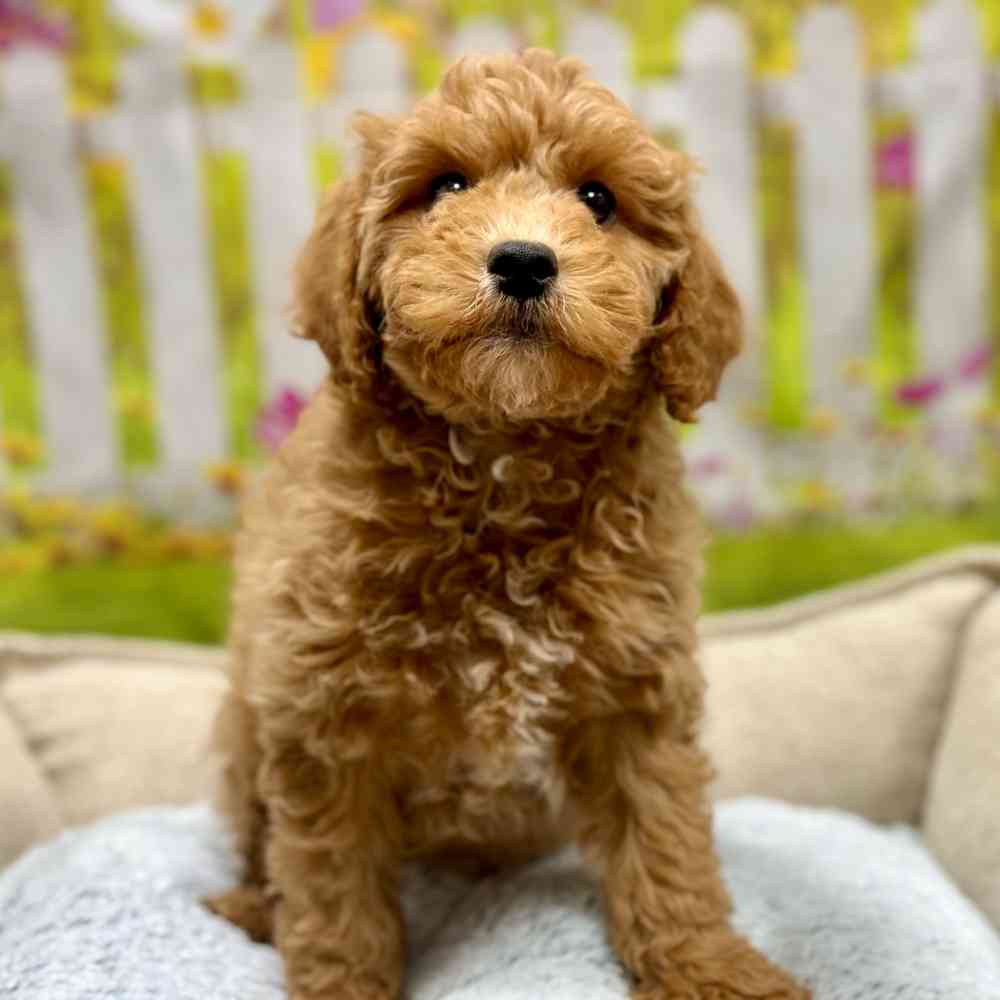 Female Cavapoo puppy for sale at Shake A Paw Union.