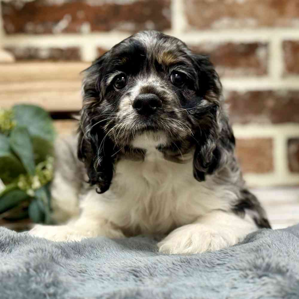 Male Cocker Spaniel puppy for sale at Shake A Paw Union.