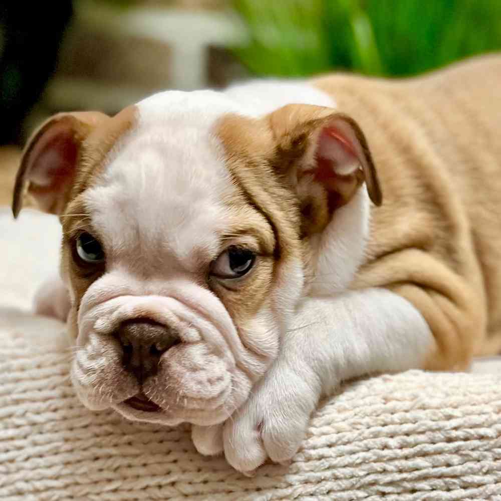 Male English Bulldog puppy for sale at Shake A Paw Green Brook.