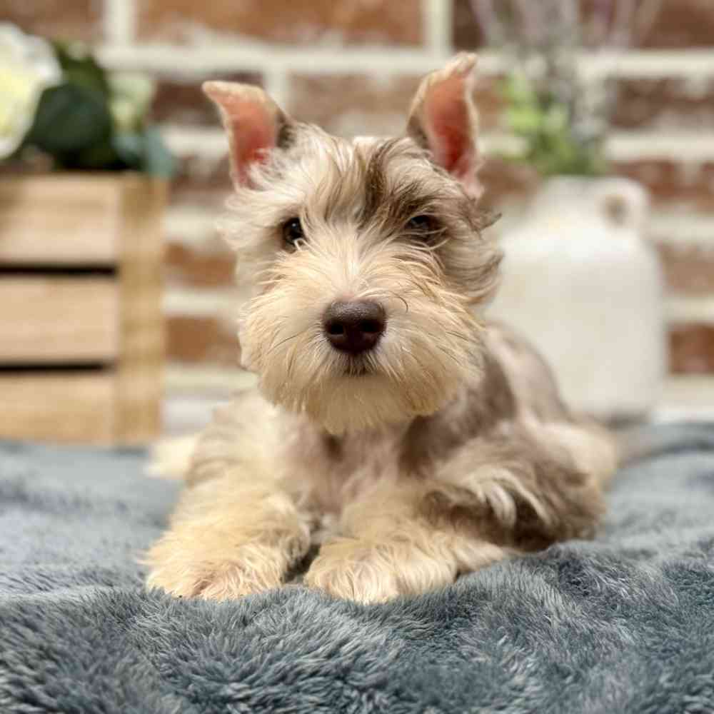 Female Mini Schnauzer puppy for sale at Shake A Paw Union.